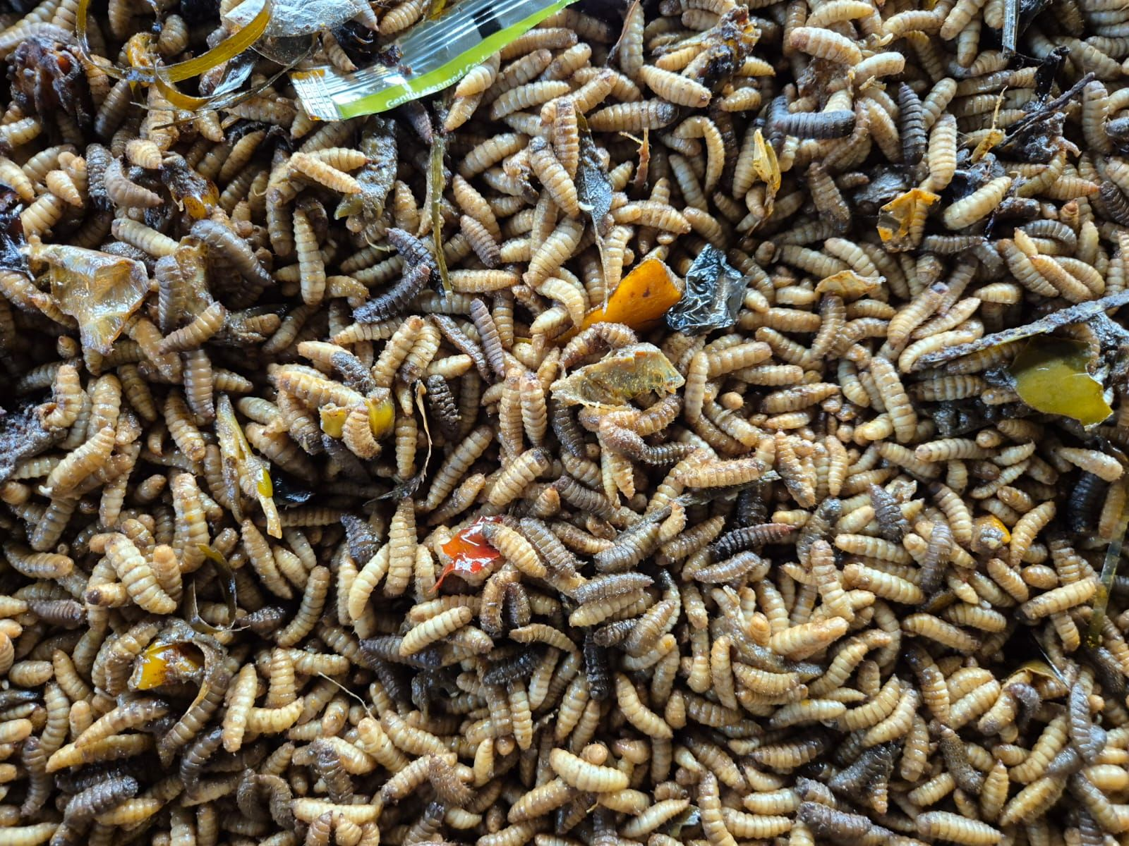 BSFix - Automated IoT setup for BSF Farming image 4